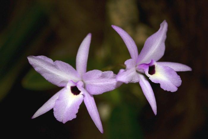 Orchid лелия