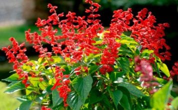 Salvia divinorum