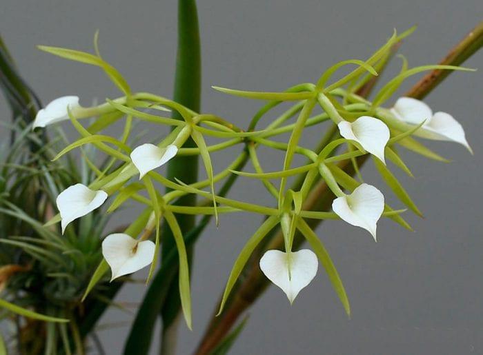 Orchid брассавола