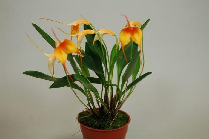 Orchid масдеваллия