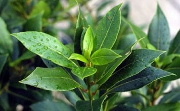 Laurel