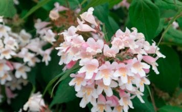 Кольквиция