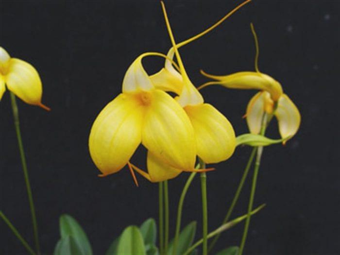 Orchid масдеваллия