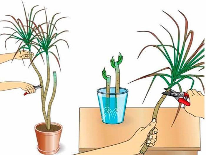 Начини на размножаване на стайни растения