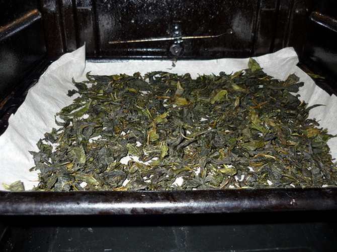 Иван-чай (цъфтят сали)