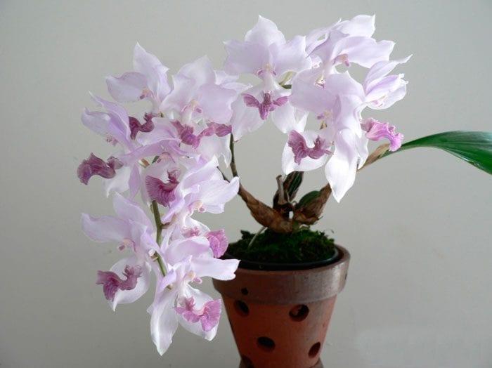 Orchid аганизия