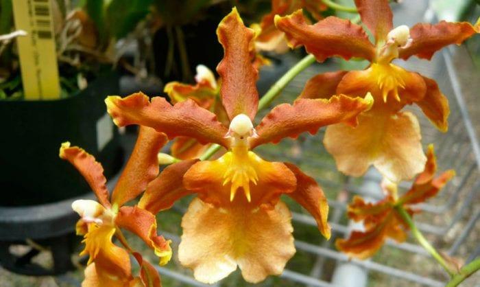 Orchid cumbria