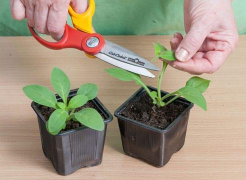 Как да расте разсад петунии в домашни условия