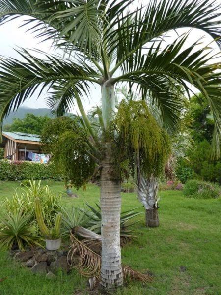 Гиофорба — бутылочная палма