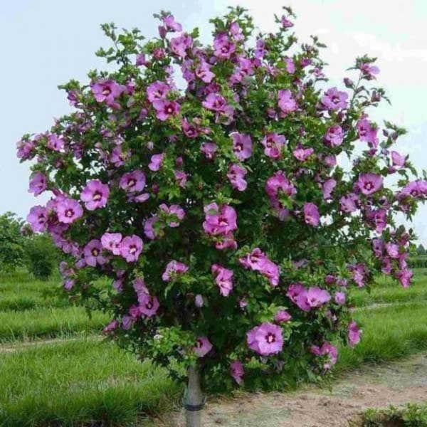 Hibiscus градина (Сирийски)