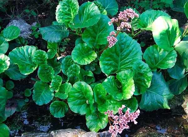 Bergenia