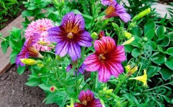 Сальпиглоссис