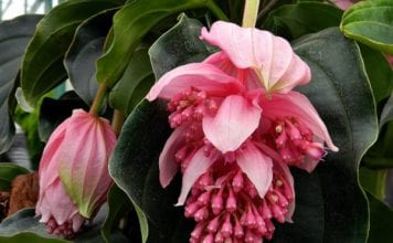 Мединилата – престижна украса за всеки дом