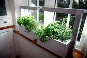 Кои стайни растения живеят във вашия дом