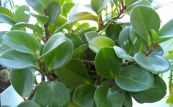 Както вече имате пеперомия?