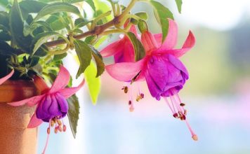 Фуксия украсява двора и терасата