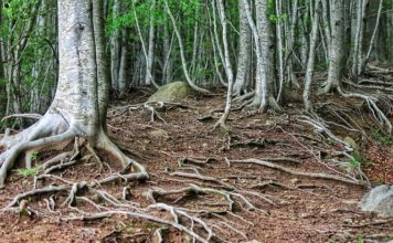 Корените – красиви или вредни?