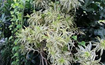 Цветя за тъмните ъгли на дома