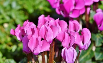 Феите, наречени циклами