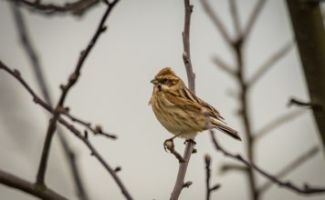 Птиците в градината
