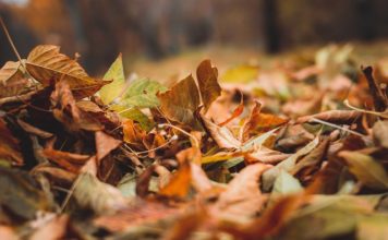 Листопадът – есенна въпросителна