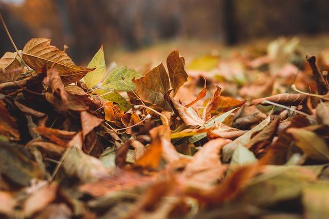 Листопадът – есенна въпросителна