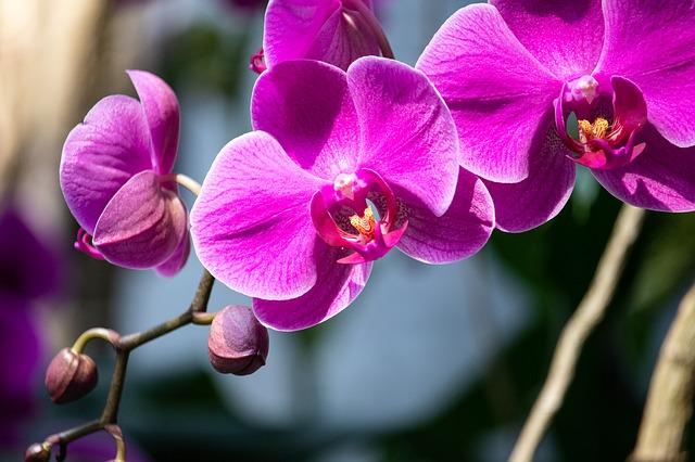 Phalaenopsis - орхидея без корени