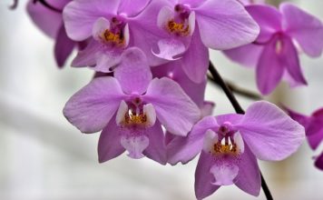 Реанимация на орхидеи от измръзване и слънчево изгаряне