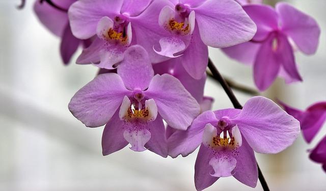 Реанимация на орхидеи от измръзване и слънчево изгаряне