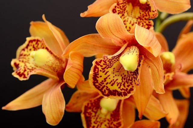 Orchid Каттлея - хибридни и естествени видове