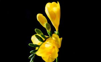 Фрезията – аристократка от Кейптаун