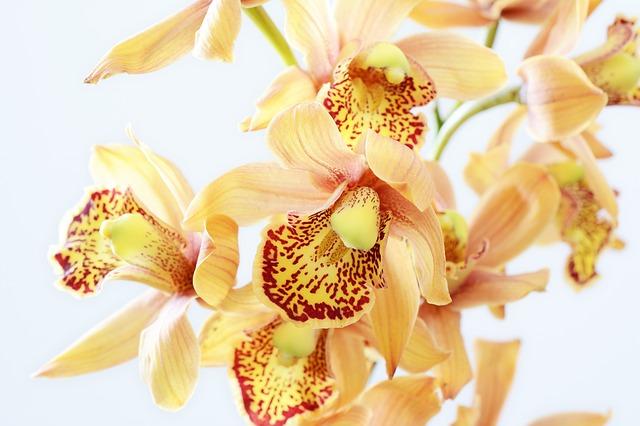 Температурен режим за орхидеи