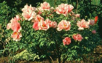 Дървовидният божур – дар от императора