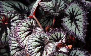 Кралска бегония (Begonia rex) декоративен лист