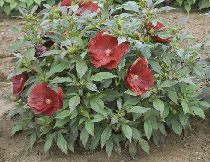 Хибискус - снимка на цвете, съвети за грижа и характеристики на комбинация с други растения
