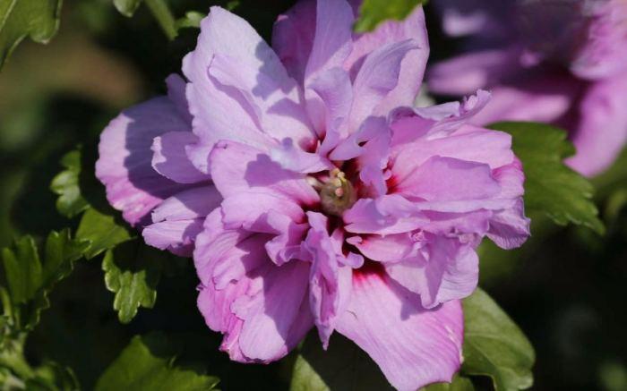 Хибискус - снимка на цвете, съвети за грижа и характеристики на комбинация с други растения