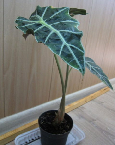 Alokazia-снимки на цветя и препоръки за грижа за екзотично растение