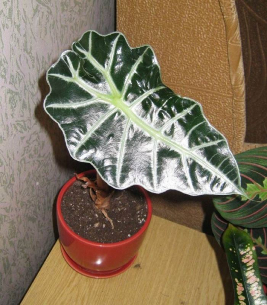 Alokazia-снимки на цветя и препоръки за грижа за екзотично растение