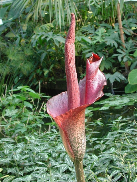 Amorphophallus: експертни съвети за избор и развъждане на цветя