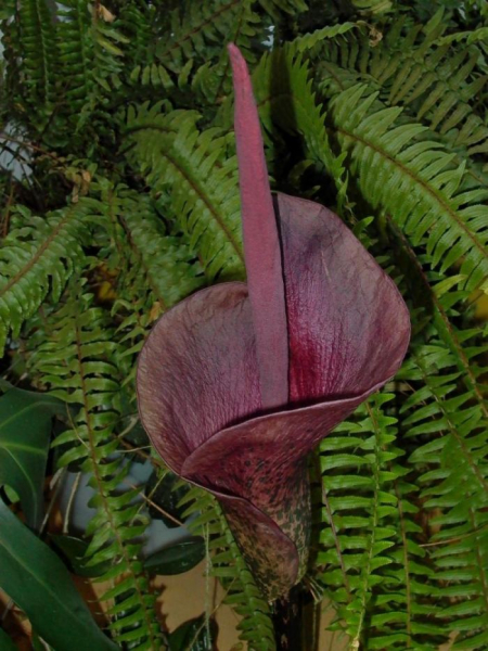 Amorphophallus: експертни съвети за избор и развъждане на цветя