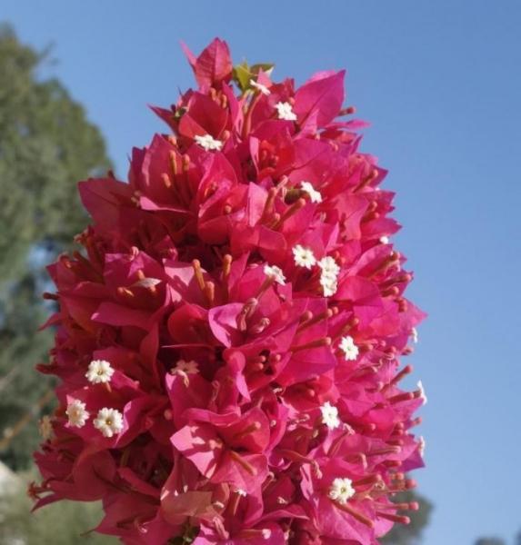 Бугенвилия- снимка на цвете и характеристики на грижата за него в стайни условия