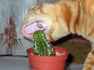 Какво да правите, ако котката яде цветя