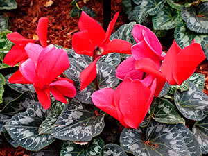 Cyclamen – Отглеждане от семена, видове