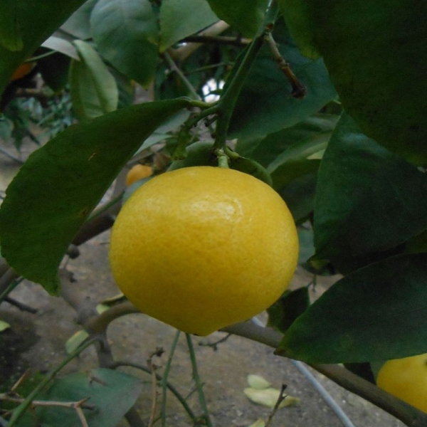 Бразилски лимон