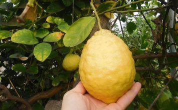 Едроплоден Иркутски Лимон