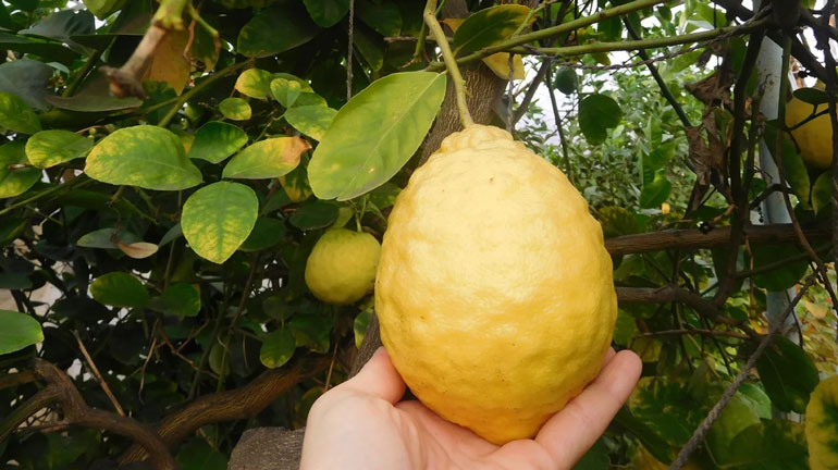 Едроплоден Иркутски Лимон