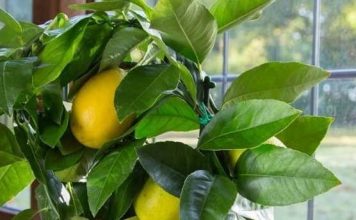 Китайски Лимон