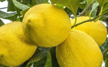 Новогодишен Лимон