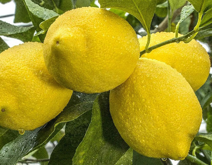 Новогодишен Лимон