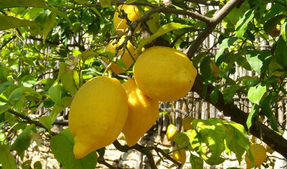 Лимон Овали ди Сорренто